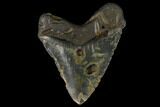 Fossil Megalodon Tooth - North Carolina #124420-2